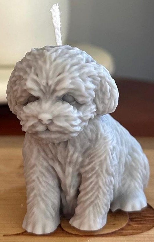 Kerzen (Hund-Teddy-Welpe) – Bild 2
